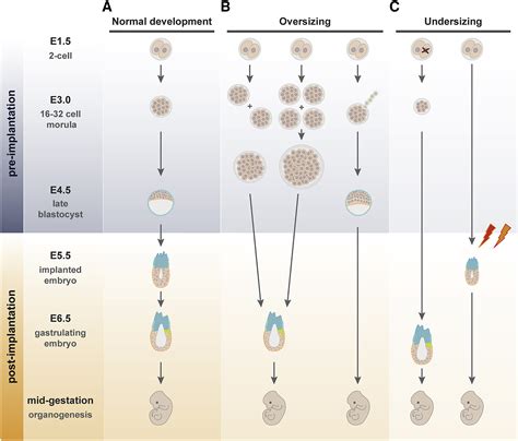 Image result for Germ Cell Development