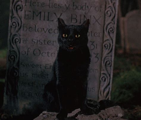 hocus pocus ' 1993 | Hocus pocus cat, Thackery binx, Hocus pocus