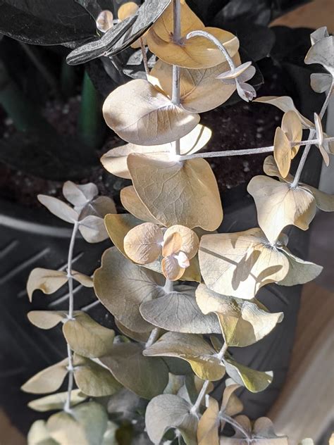 How to Dry Eucalyptus: 2 Easy Ways to Preserve Eucalyptus for Crafts