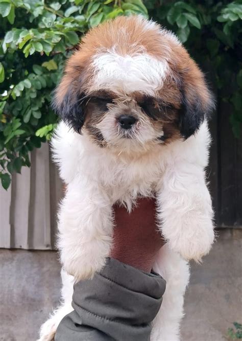 Shih Tzu Price In Vizag - Best For Pets