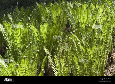 Ostrich fern, Fiddlehead Fern, Garden Fern, Hardy Fern (Matteuccia ...