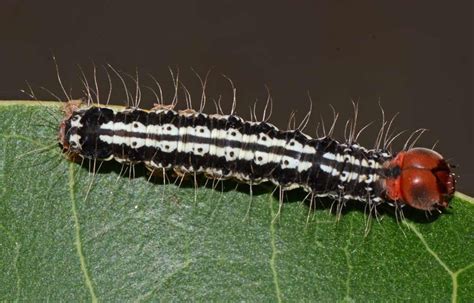 Insect Pests