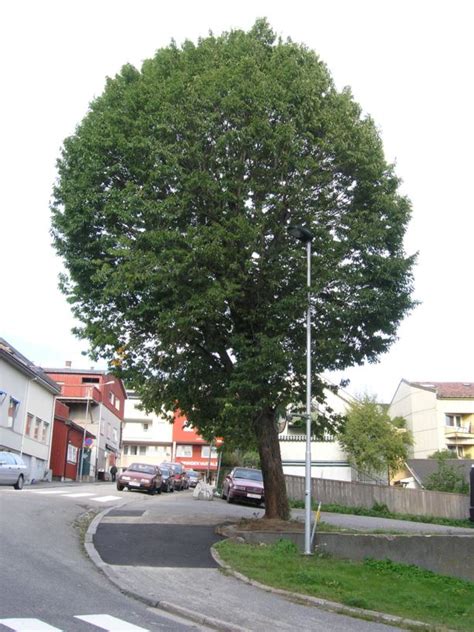 Ulmus minor - Parkalm, European Field Elm | Norwegian University of ...