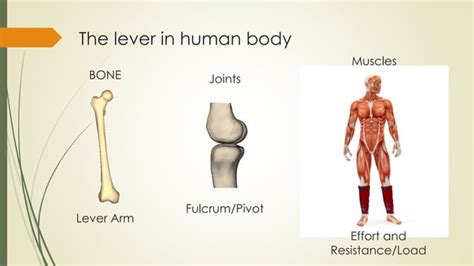 inbound2772655900034201706.pdf lever system in human body | PDF | Physics | Science