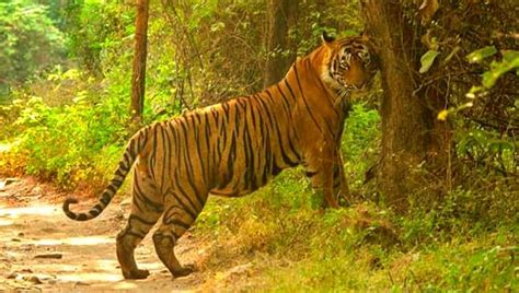 Book your Next Indian Tiger Safari | Tiger Safari Trails India