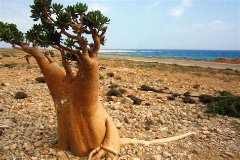 Socotra Island | Socotra Island Sightseeing | TimesTravel