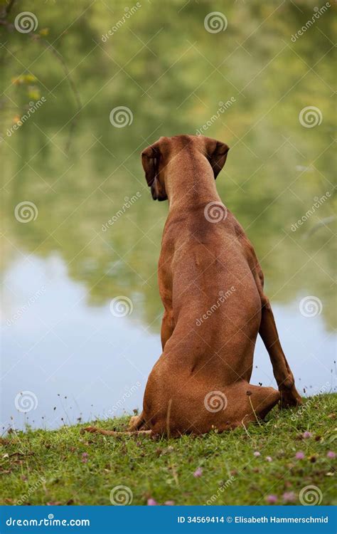 Black Rhodesian Ridgeback