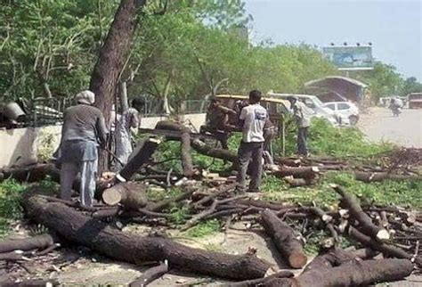 Delhi notifies SOP to curb tree offences, introduces rapid response ...