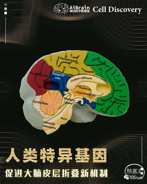 Serial Brain 2 的图像结果