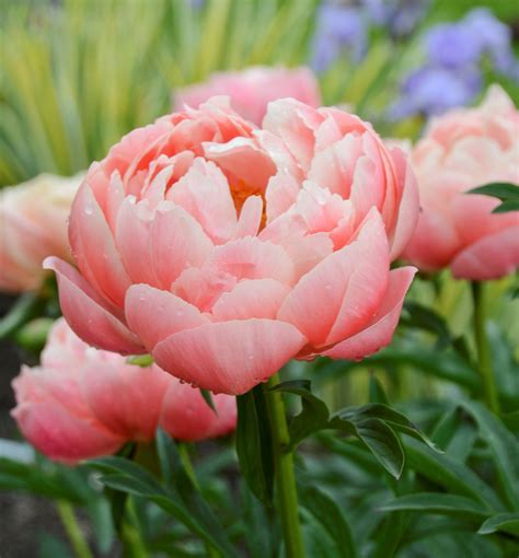 Coral Charm Peony | Natorp's Online Plant Store
