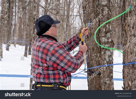 Tapping a Maple Tree 的图像结果