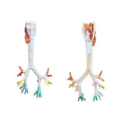 Wellden Medical Anatomical Larynx Model with India | Ubuy
