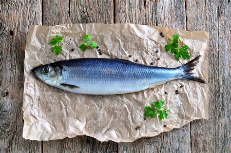 Herring Fish Images