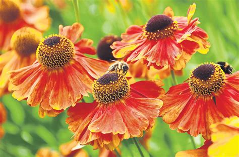 It's a bee buffet' The pollinator pathways turning drab alleyways into ...