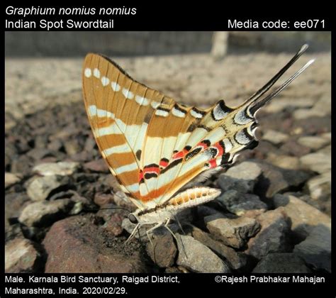 Graphium nomius | Butterfly
