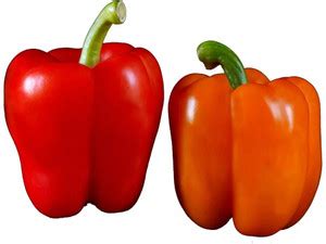Quentova Organic Capsicum/Bell Pepper-22H-PUA Seed Price in India - Buy ...