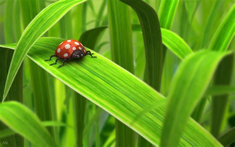 Image result for Microsoft Ladybug Background