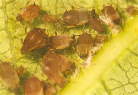 Aphis (T.) aurantii