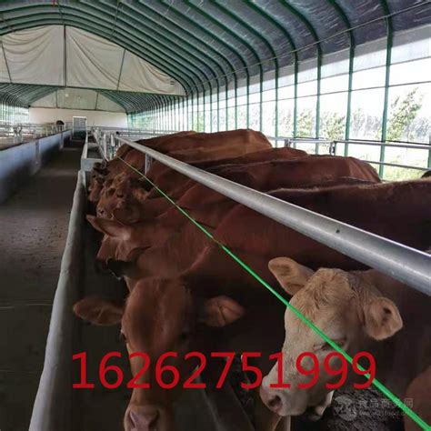 山东较大的牛交易市场 山东较大的牛交易市场-食品商务网