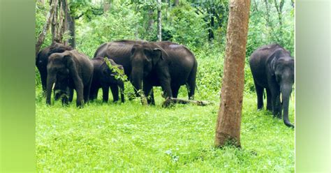 Explore Wildlife Sanctuaries In Coorg | LBB, Bangalore