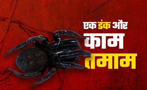 असम में 7 साल की बच्ची की जान लेने वाली 'काली मकड़ी' के बारे में सबकुछ ...