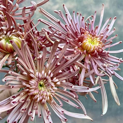 Heirloom Chrysanthemum 'Mocha' – 3 Porch Farm
