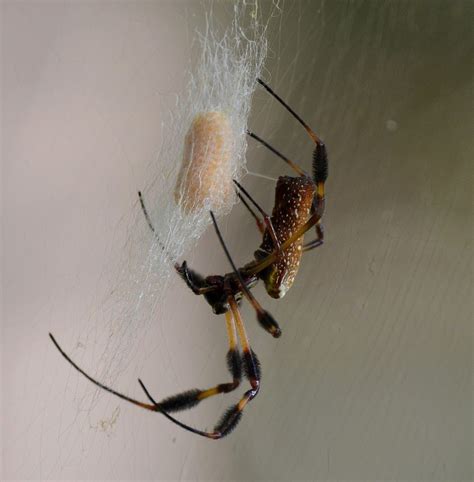 This golden silk spider guards a precious treasure at Caw Caw ...