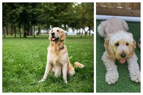 Image result for Golden Cockapoo