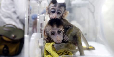 China Clones Gene-Edited Monkeys for Sleep Disorder Research - The Wire