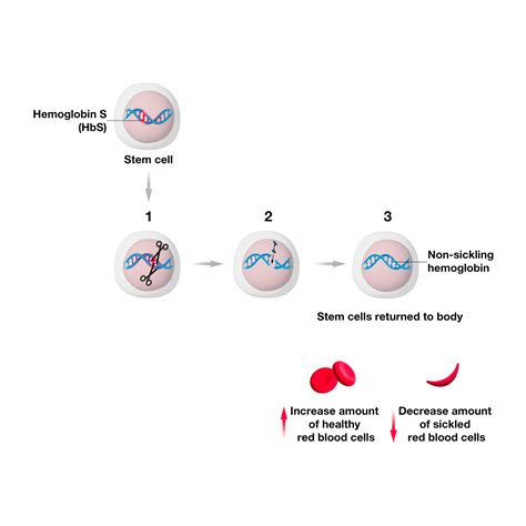 Gene Therapy Process Steps An Introduction To Cell And Gene Therapy