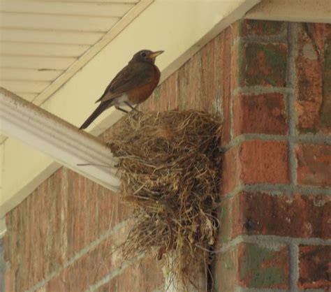 Do Robins Build Multiple Nests at Jacqueline Arnold blog