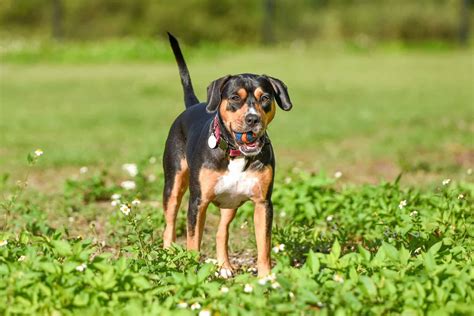 Beagle Pit (Beagle & Pitbull Mix) Info, Pictures, Facts, FAQs & More