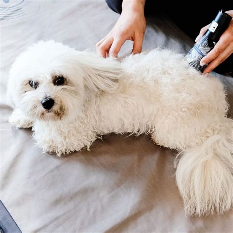 Cat & Dog Laser Therapy in Harrisonburg, VA | Ashby Animal Clinic