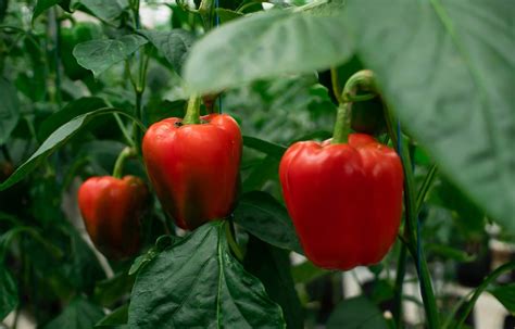 Capsicum And Bell Pepper Difference at Ryder Sidaway blog