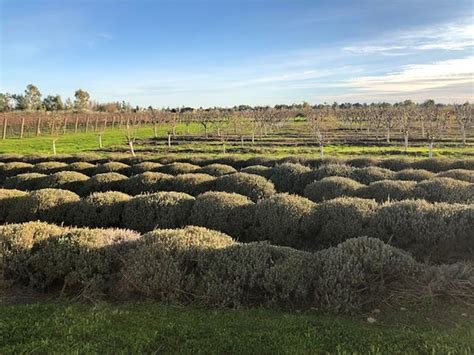 Davis Tourism (2024): All You Need to Know Before You Go