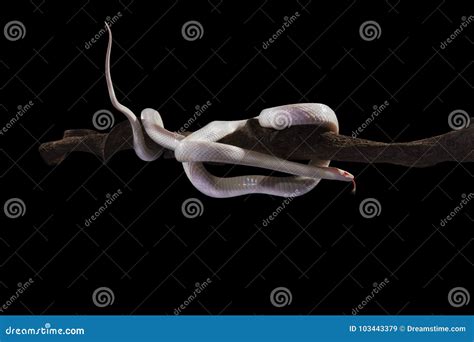 Blizzard Corn Snake stock image. Image of black, dark - 103443379
