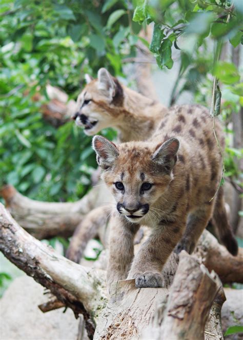 Mountain Lion Cubs