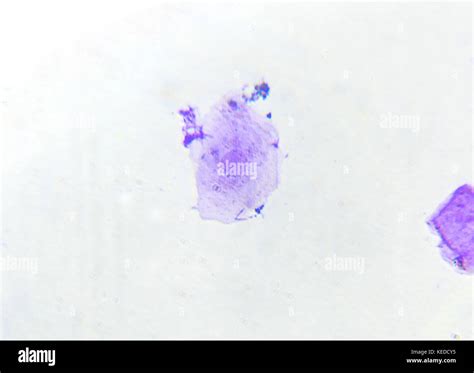 Cheeks Cells Under a Compound Microscope 的图像结果