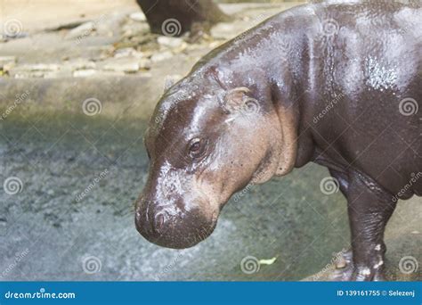 The Hippopotamus Opened a Mouth Stock Image - Image of head, national ...