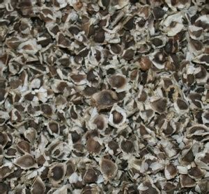 VibeX ® VXI-57 Moringa Oleifera Seeds "Miracle Tree" Seed Price in ...