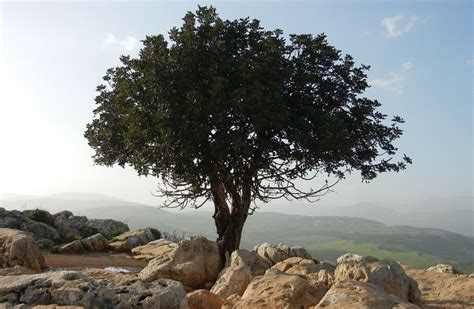 Image result for Israelite Language