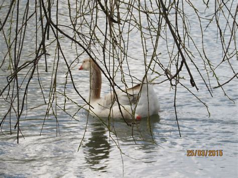 THE 5 BEST Places to Visit in Ringmer (2026) - Must-See Attractions