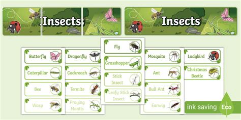 Insects Word Wall | Twinkl (teacher made) - Twinkl