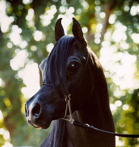 Black Straight Egyptian Arabian Stallion - HU Sheikh Imaan