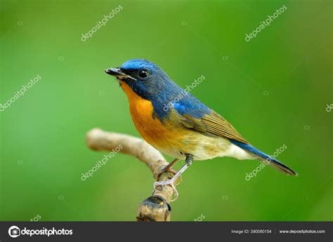 Image result for JavaScript Tutorials Image