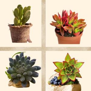 PLANT ORBIT Crassula Campfire Plant, Jade Plant, Echeveria Plant ...