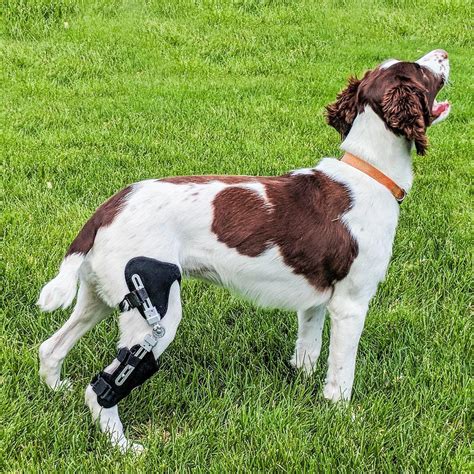 Dog Knee Brace | ACL-CCL Stifle | Rear Leg Brace | Animal Ortho Care
