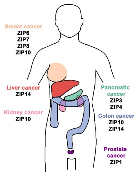 The First-Row Transition Metals in the Periodic Table of Medicine