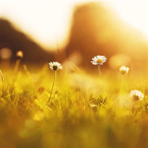 Conner-Westbury Funeral Home: Griffin, GA Cremation & Burial