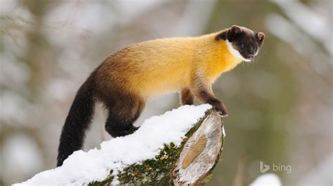 Bing Wallpaper Animal 的图像结果